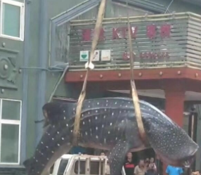 吊裝帶用于起吊鯨鯊